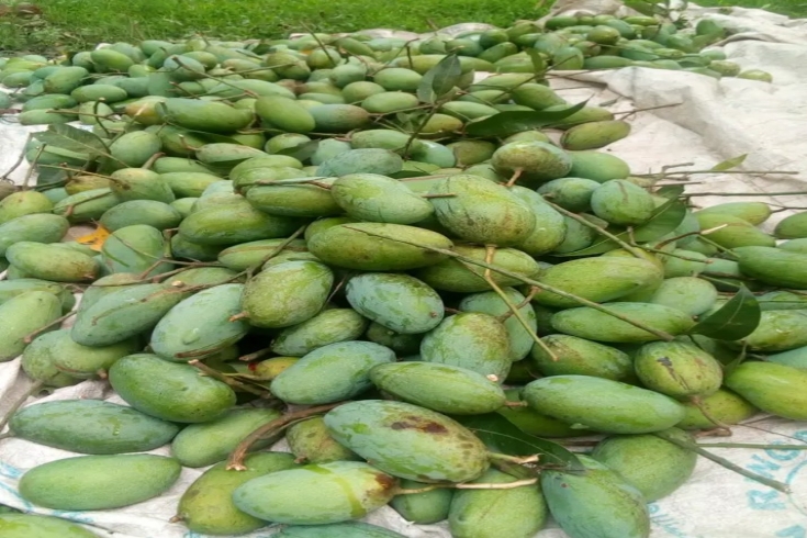  নিয়ামতপুরে আড়ৎ না থাকায়  দুর্ভোগে আম চাষিরা